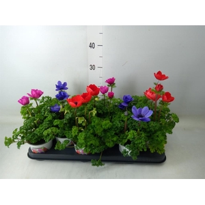 Anemone cor. 'Harmony'   ..mix