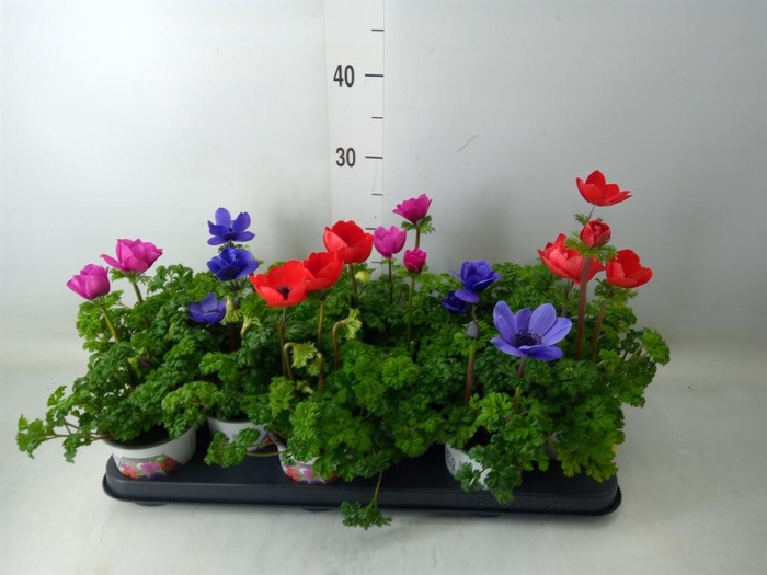 <h4>Anemone cor. 'Harmony'   ..mix</h4>