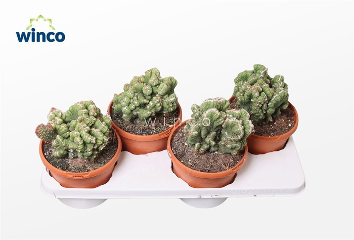 Cereus Peruvianus Monstruoza Cristata