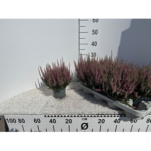 CALLU BL SANNE