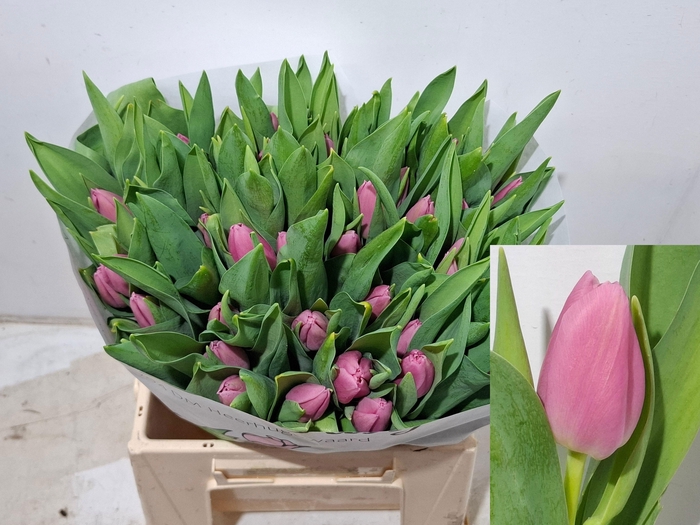 <h4>TU EN SANDOR</h4>