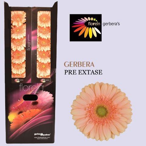 <h4>Gerbera aquabox pre-extase</h4>