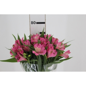 ALSTROEMERIA PAMELA 080 CM