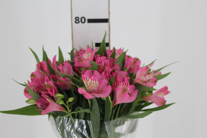 <h4>ALSTROEMERIA PAMELA 080 CM</h4>