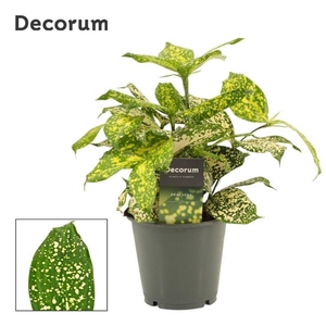 Dracaena Godsefiana 12 cm (Decorum)