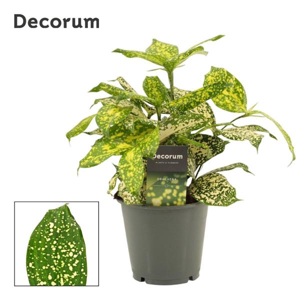 <h4>Dracaena Godsefiana 12 cm (Decorum)</h4>