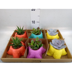 Succulents ...
