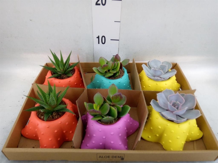 <h4>Succulents   ...</h4>