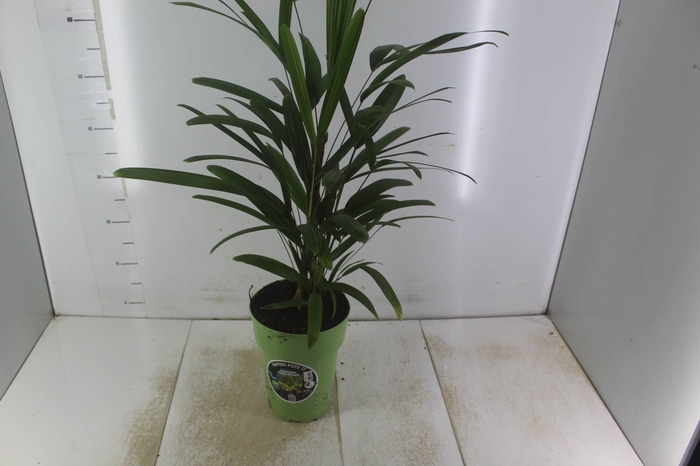 <h4>PALMEIRA RAPHIS P17</h4>