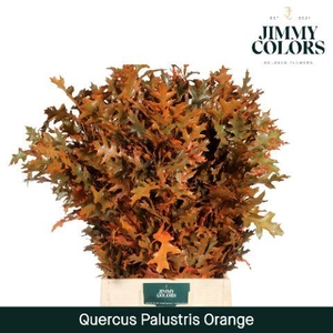 Quercus Palustris L80 Orange