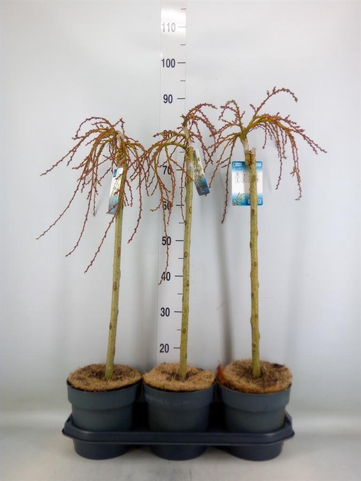 <h4>Salix arbuscula</h4>