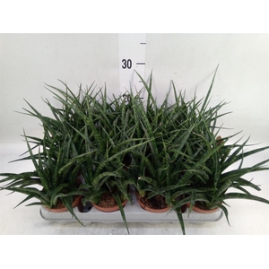 Sansevieria  'Fernwood'