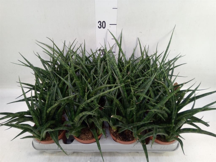 <h4>Sansevieria  'Fernwood'</h4>