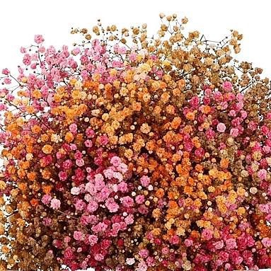 <h4>GYPS TINTED AUTUMN RAINBOW</h4>