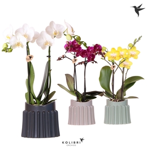 Kolibri Orchids Phalaenopsis mix 2 spike in Raw pot mix