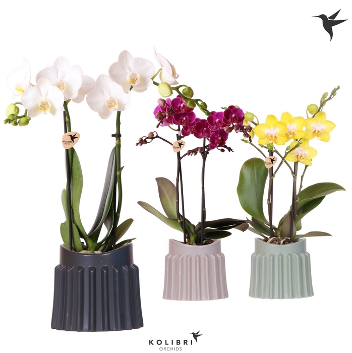 <h4>Kolibri Orchids Phalaenopsis mix 2 spike in Raw pot mix</h4>