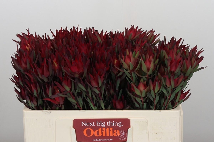 <h4>Leucadendron Blush Spray</h4>