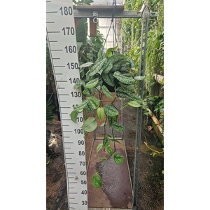 Scindapsus pictus 'Trebie'