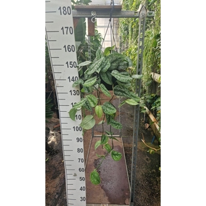 Scindapsus pictus 'Trebie'