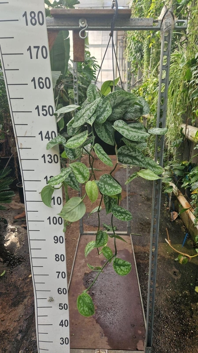 <h4>Scindapsus pictus 'Trebie'</h4>