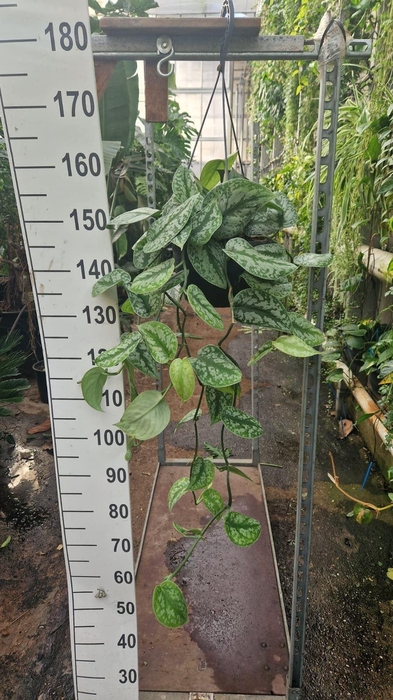 <h4>Scindapsus pictus 'Trebie'</h4>