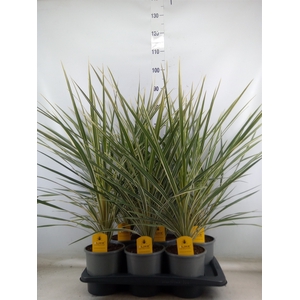 Cordyline austr. 'Variegata'