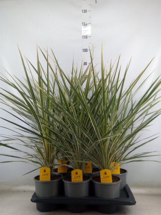 <h4>Cordyline austr. 'Variegata'</h4>