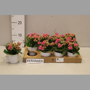 ARR KALANCHOE