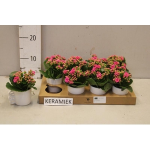 ARR KALANCHOE