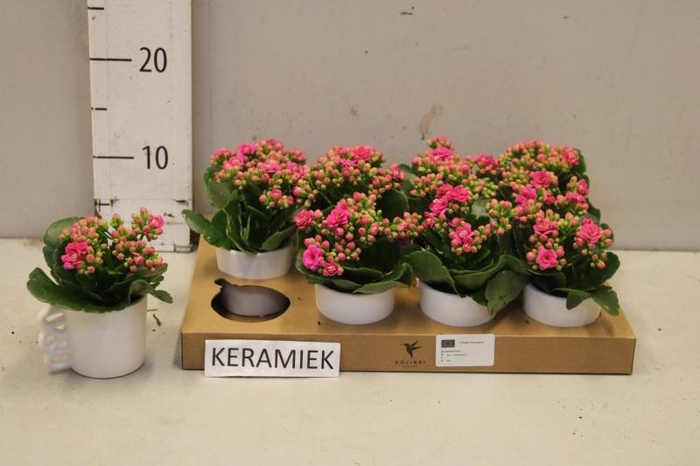 <h4>ARR KALANCHOE</h4>