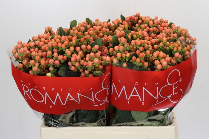 <h4>Hypericum Mellow Romance</h4>