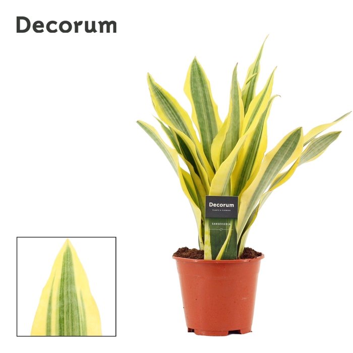 <h4>Sansevieria Aubrytiana 14 cm Yellowstone (Decorum)</h4>