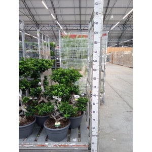 Ficus microcarpa 'Ginseng'