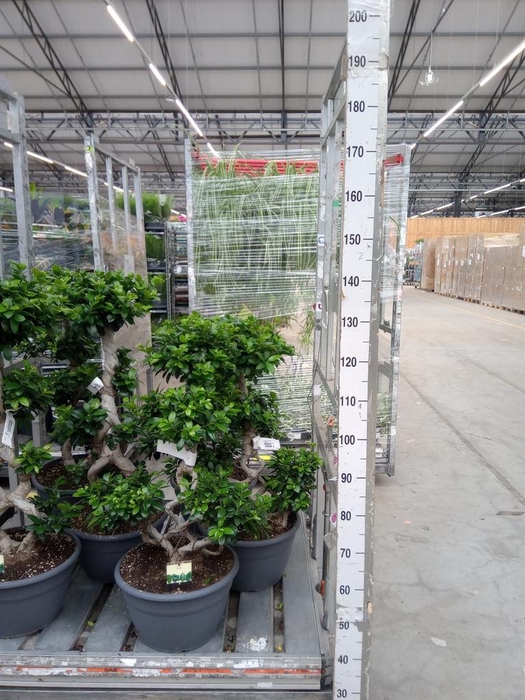 <h4>Ficus microcarpa 'Ginseng'</h4>