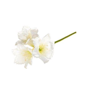 Stem Amaryllis L65