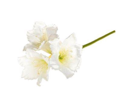 <h4>Stem Amaryllis L65</h4>
