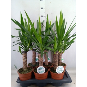 Yucca