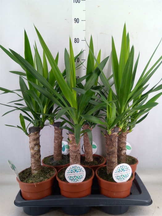 <h4>Yucca</h4>