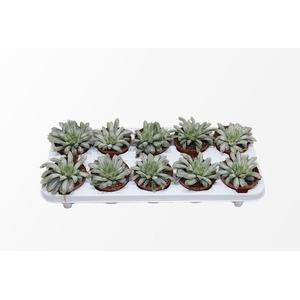 Haworthia Cymbiformis 