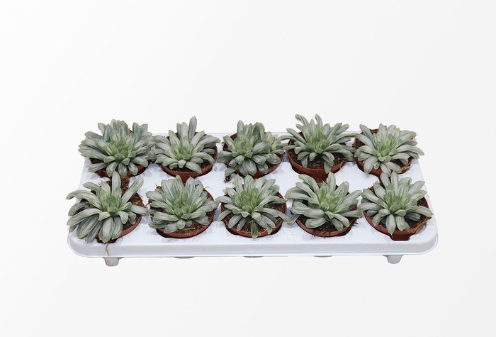 <h4>Haworthia Cymbiformis "White Tiger"</h4>