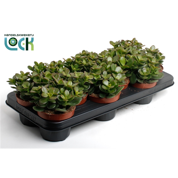 <h4>Crassula Minor</h4>