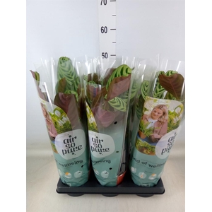 Ctenanthe burle-marxii