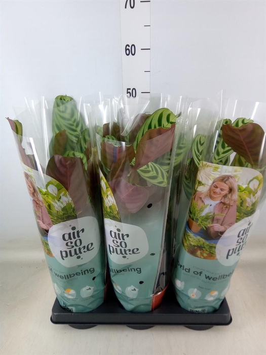 <h4>Ctenanthe burle-marxii</h4>