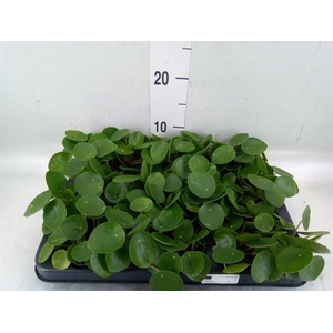 Pilea peperomioides
