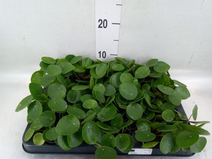 <h4>Pilea peperomioides</h4>