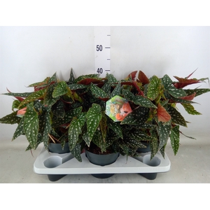 Begonia BD mac. 'Spotlight Green'