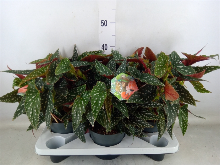 <h4>Begonia BD mac. 'Spotlight Green'</h4>