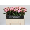Paeonia Sarah Bernhardt