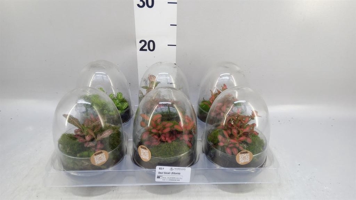 <h4>Arr.   Kamerplant Groen H%</h4>