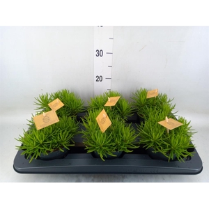 Senecio archeri 'Himalaya'